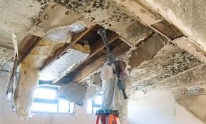 Best Environmental Consulting for Mold Prevention  in Hightstown, NJ